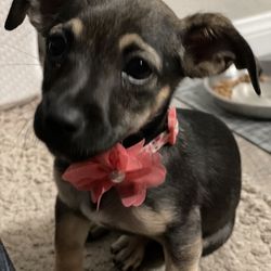 The Doug Walker Dog Training Gift Greeting Cards Email, Text