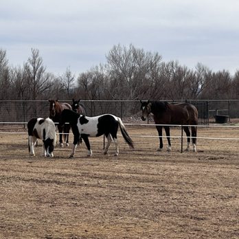 River Ranch Horse Resort - Even in winter, your horses will have access to turnouts in pastures. - Horse Boarding Near Me - Camp Verde, Arizona River Ranch Horse Resort - Even in winter, your horses will have access to turnouts in pastures. - Horse Boarding Near Me - Camp Verde, Arizona