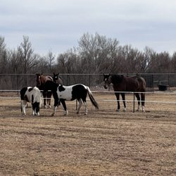 River Ranch Horse Resort - Even in winter, your horses will have access to turnouts in pastures.