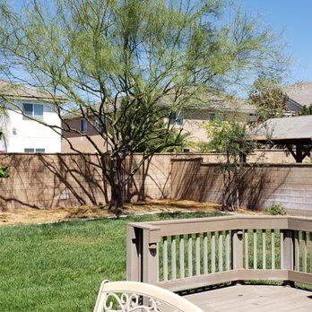 Freddy's Tree Service - Thinned out and tamed Palo Verde tree. - Tree Services Near Me - Anaheim, California Freddy's Tree Service - Thinned out and tamed Palo Verde tree. - Tree Services Near Me - Anaheim, California