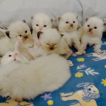 Desert Dolls Ragdolls - Palm Springs Purebred ragdoll litter - Pet Breeders Near Me Desert Dolls Ragdolls - Palm Springs Purebred ragdoll litter - Pet Breeders Near Me