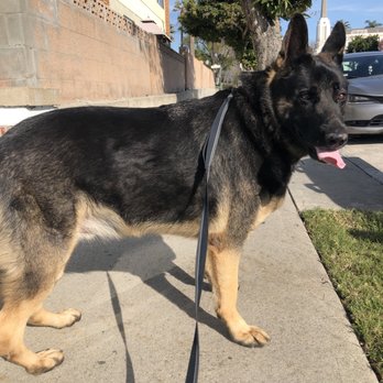 Waggity - Walk - Lobo - Dog Walkers Near Me Waggity - Walk - Lobo - Dog Walkers Near Me