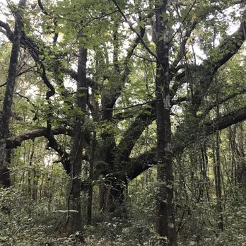 Alfred B  Maclay Gardens State Park - Parks Near Me - Tallahassee, Florida