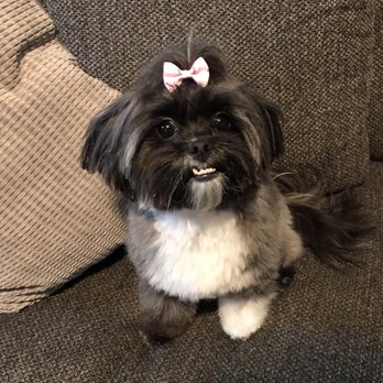 Petz Kutz - Stephanie cut our peekapoo's hair. - Pet Groomers Near Me - Union, New Jersey Petz Kutz - Stephanie cut our peekapoo's hair. - Pet Groomers Near Me - Union, New Jersey