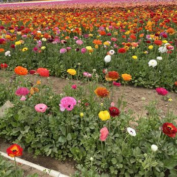The Flower Fields - Venues & Event Spaces Near Me - Carlsbad, California The Flower Fields - Venues & Event Spaces Near Me - Carlsbad, California