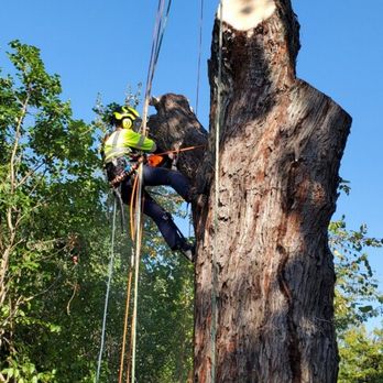 Tree Lion - Tree Services Near Me - Warrington, Pennsylvania Tree Lion - Tree Services Near Me - Warrington, Pennsylvania