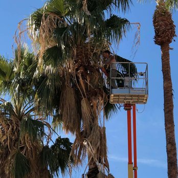 J&R Junk Removal - Multiple trees from 1 bucket! - Junk Removal & Hauling Near Me J&R Junk Removal - Multiple trees from 1 bucket! - Junk Removal & Hauling Near Me