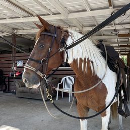 Chief the horse