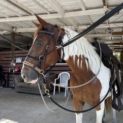 Just Ride - Chief the horse