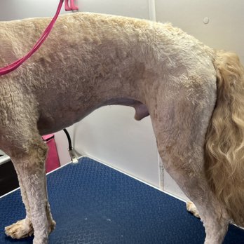 Doggy Haus Mobile Van - Groomeed Dog - Pet Groomers Near Me Doggy Haus Mobile Van - Groomeed Dog - Pet Groomers Near Me