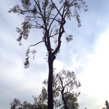 Cal Tree Care - A cleaned up eucalyptus. We specifically asked for a really extreme trimming. Very happy with this! - Tree Services Near Me