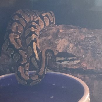 East Bay Vivarium - Ball python - Reptile Shops Near Me - Berkeley, California