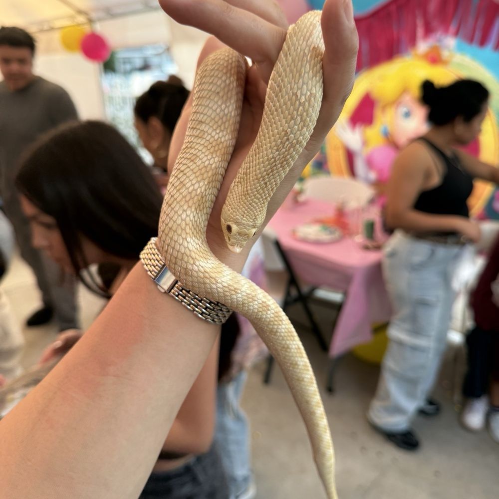 Reptile Rascals - Reptile Shops Near Me Reptile Rascals - Reptile Shops Near Me