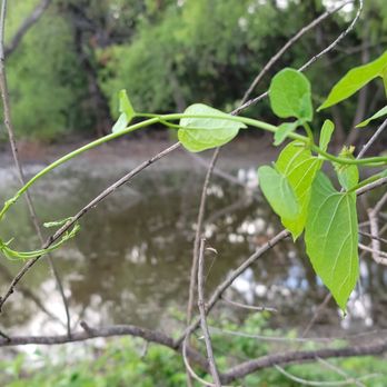Starbucks - Dead branches still support new life. Caruth Lake. - Coffee & Tea Near Me - Rockwall, Texas