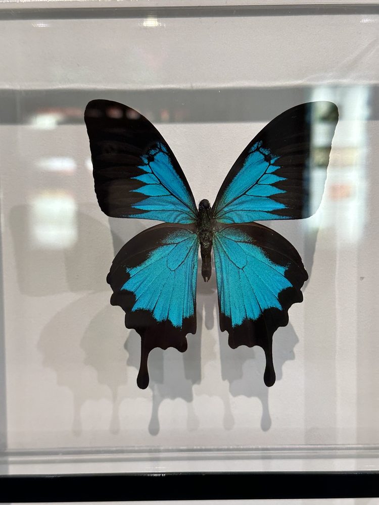 The Key West Butterfly & Nature Conservatory
