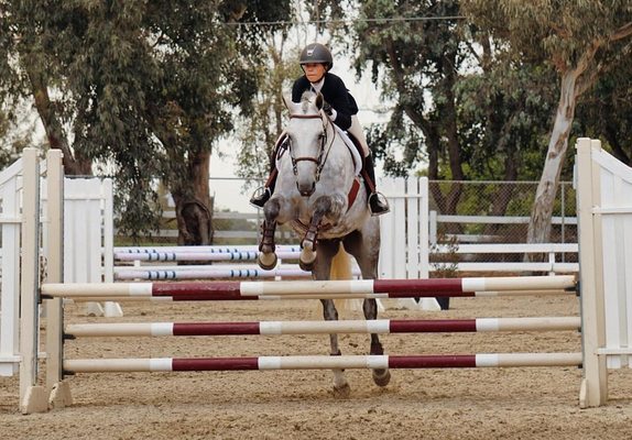 Le Cheval Sport Horses by null