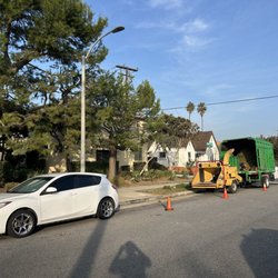 Joseph’s Tree Service and Landscape - Pine tree thinning