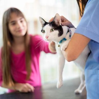 Gaston Veterinary Hospital & Carolina Cat Clinic - untitled - Veterinarians Near Me - Gastonia, North Carolina Gaston Veterinary Hospital & Carolina Cat Clinic - untitled - Veterinarians Near Me - Gastonia, North Carolina