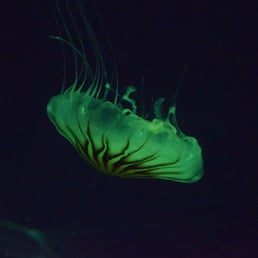 Gerald the Jellyfish