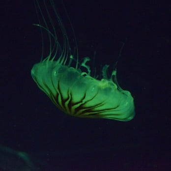 Sealife - Gerald the Jellyfish - Aquariums Near Me - London, XGL