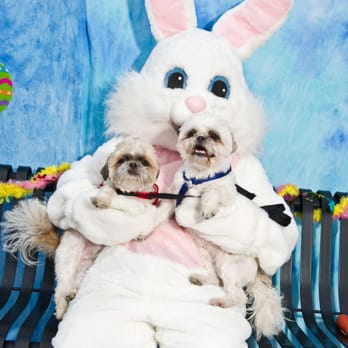 Two Bostons - My Boys and the Easter Bunny at Two Bostons in Downtown Naperville - Pet Stores Near Me - Naperville, Illinois Two Bostons - My Boys and the Easter Bunny at Two Bostons in Downtown Naperville - Pet Stores Near Me - Naperville, Illinois