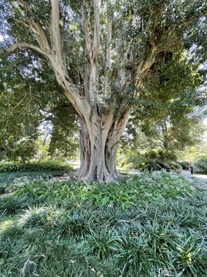 Adelaide Botanic Garden by null