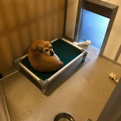Ridge Kennels - Interior room with cot.