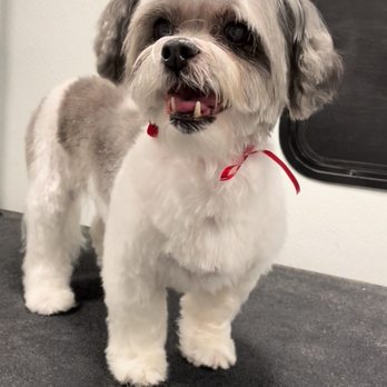Playful Paws Mobile Grooming - Pet Groomers Near Me Playful Paws Mobile Grooming - Pet Groomers Near Me