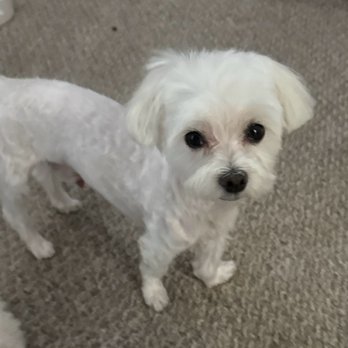 Mad About Dogs - Maltese Age 7 - Pet Groomers Near Me - Mesa, Arizona