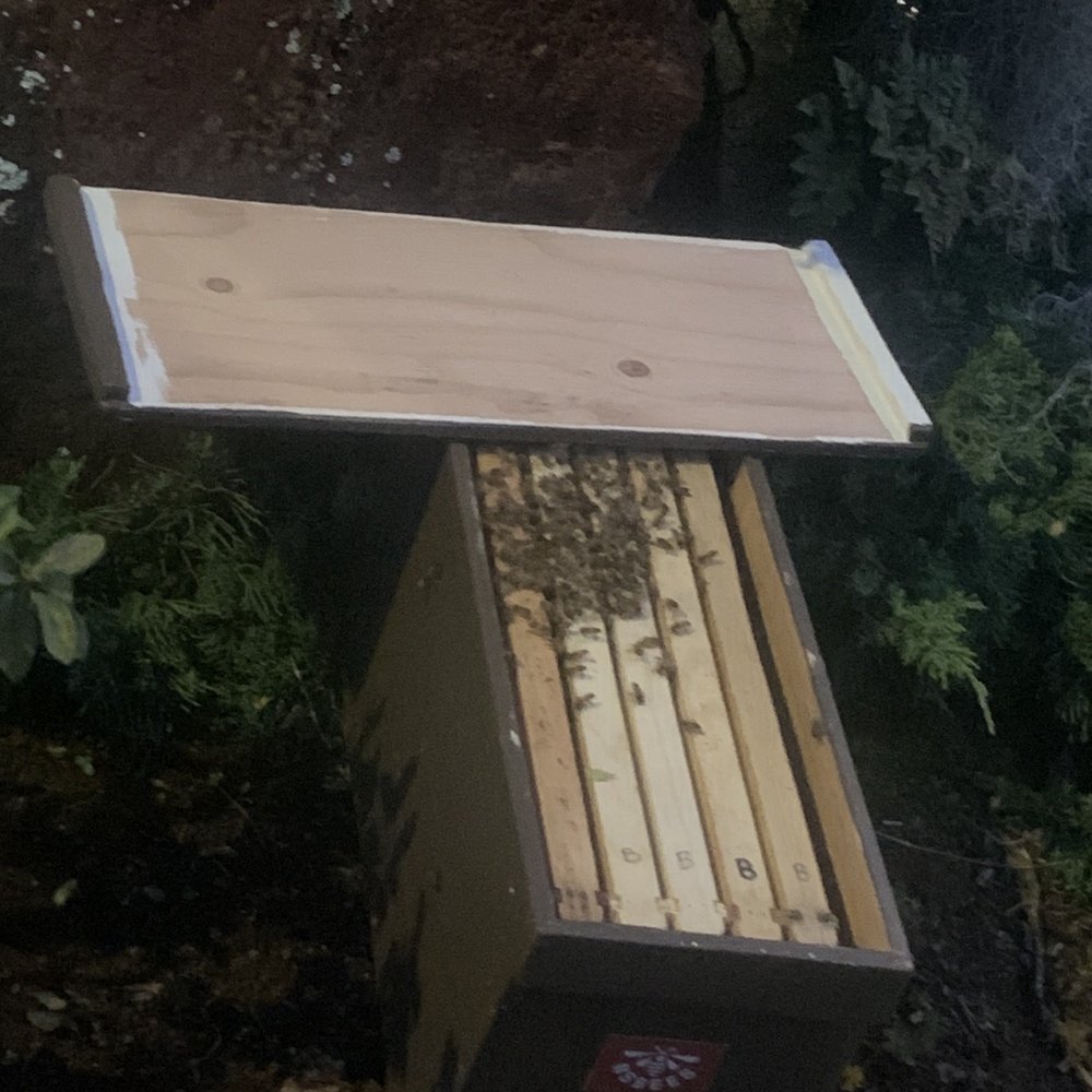 North Shore Bees - a beehive in the woods - Honey Near Me North Shore Bees - a beehive in the woods - Honey Near Me