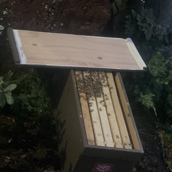 North Shore Bees - a beehive in the woods - Honey Near Me North Shore Bees - a beehive in the woods - Honey Near Me