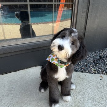 Dirty Dog Salon - Pet Groomers Near Me Dirty Dog Salon - Pet Groomers Near Me