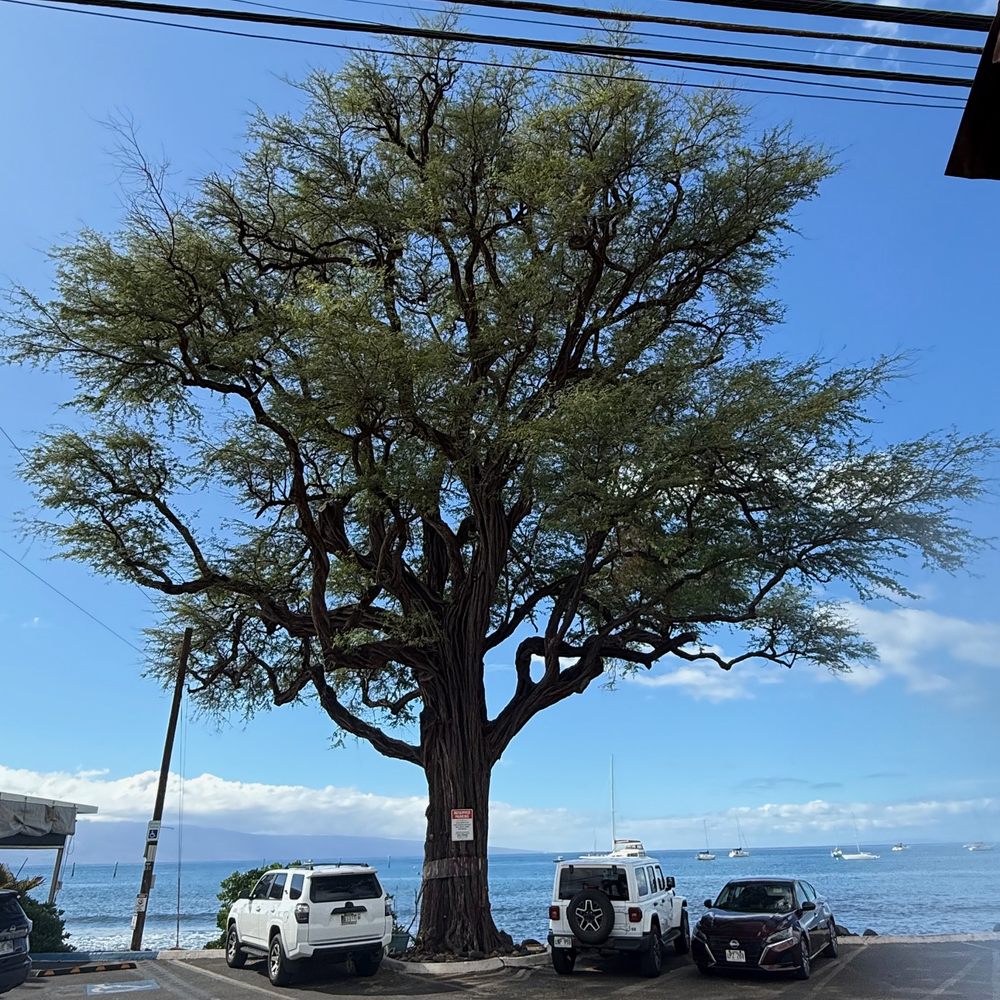 Coco Deck - View from Coco Deck - Mexican Near Me - Lahaina, Hawaii