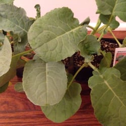 Green Acres Nursery - Broccoli
