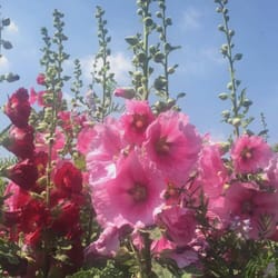 Loseley Park - The flowers from the garden