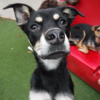 Canine Republic - Pet Groomers Near Me - Plano, Texas Canine Republic - Pet Groomers Near Me - Plano, Texas