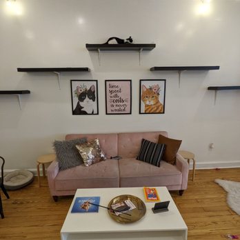 Pounce Cat Cafe - Themed Cafes Near Me - Savannah, Georgia