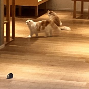 Cat Café MOFF - Kitties - Themed Cafes Near Me - Honolulu, Hawaii Cat Café MOFF - Kitties - Themed Cafes Near Me - Honolulu, Hawaii
