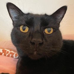 Cat’s Meowtastic Cat Care