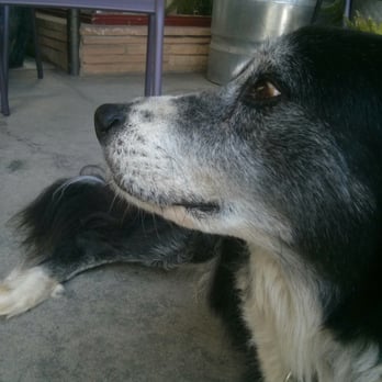 Flowerland - good dog - Nurseries & Gardening Near Me - Albany, California Flowerland - good dog - Nurseries & Gardening Near Me - Albany, California