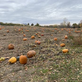 Knapton's - Raspberries Pumpkins & Orchard - Just a few pumpkins left - Fruits & Veggies Near Me - Rockford, Minnesota Knapton's - Raspberries Pumpkins & Orchard - Just a few pumpkins left - Fruits & Veggies Near Me - Rockford, Minnesota
