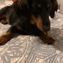 Marble Veterinary Hospital - this is now... he looks so much better!
