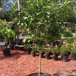 Bartram Trail Nursery