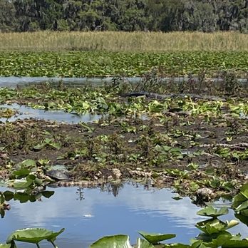 Wild Willy's Airboat Tours - Gater #8 - Boat Tours Near Me - Saint Cloud, Florida Wild Willy's Airboat Tours - Gater #8 - Boat Tours Near Me - Saint Cloud, Florida