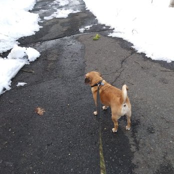 Pitty Paws Pet Care - Snow day fun day - Dog Walkers Near Me - Newark, New Jersey Pitty Paws Pet Care - Snow day fun day - Dog Walkers Near Me - Newark, New Jersey