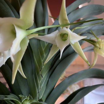 Orchid Express - Key Lime Scented Exotic Orchid - Florists Near Me Orchid Express - Key Lime Scented Exotic Orchid - Florists Near Me