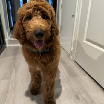 Pawsitive Image Grooming Spa - Titus! - Pet Groomers Near Me - Elkridge, Maryland