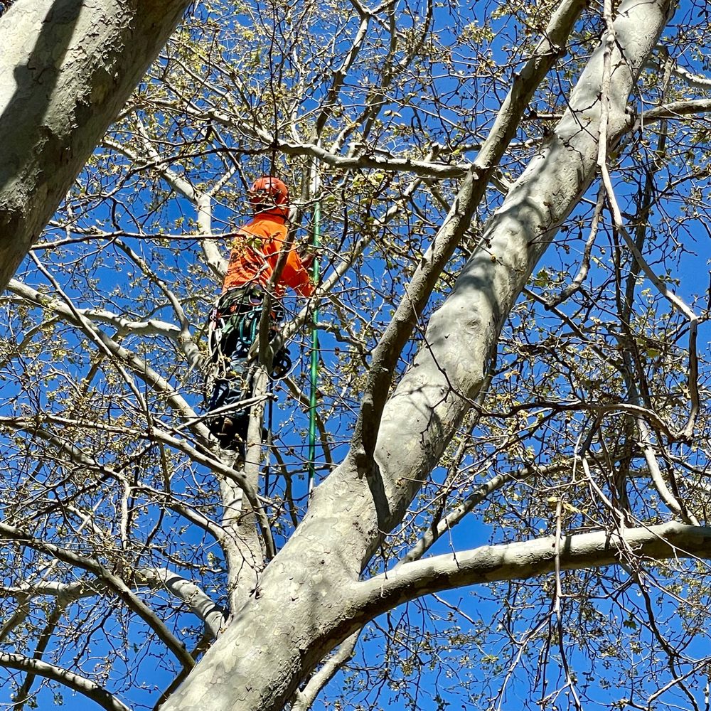 Fermin Tree Service - Tree Services Near Me Fermin Tree Service - Tree Services Near Me