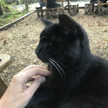 Frog Level Brewing - Met this handsome fellow at Frog Level - Beer Gardens Near Me - Waynesville, North Carolina Frog Level Brewing - Met this handsome fellow at Frog Level - Beer Gardens Near Me - Waynesville, North Carolina