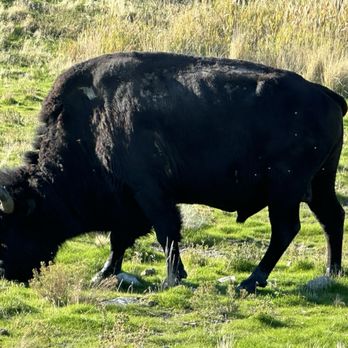 Antelope Island State Park - Big Bison male - Hiking Near Me - Syracuse, Utah Antelope Island State Park - Big Bison male - Hiking Near Me - Syracuse, Utah